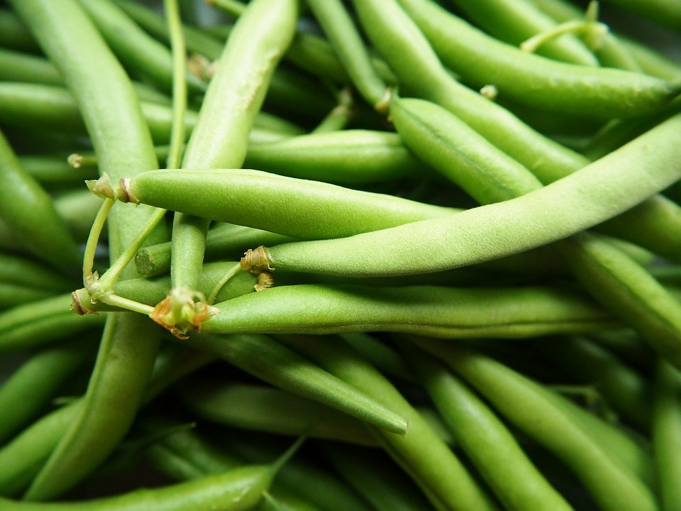 a bunch of fresh green beans