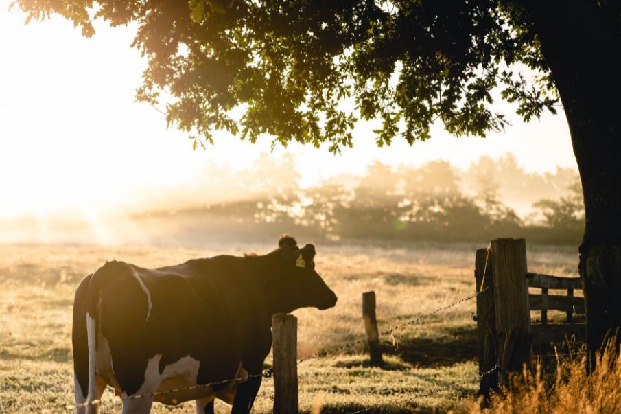 a black and white cow standing close to a tree