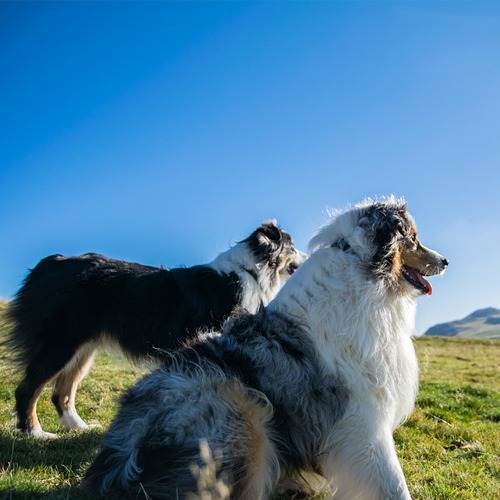 Australian Shepherd