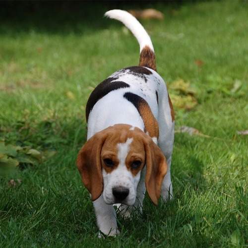 Beagle