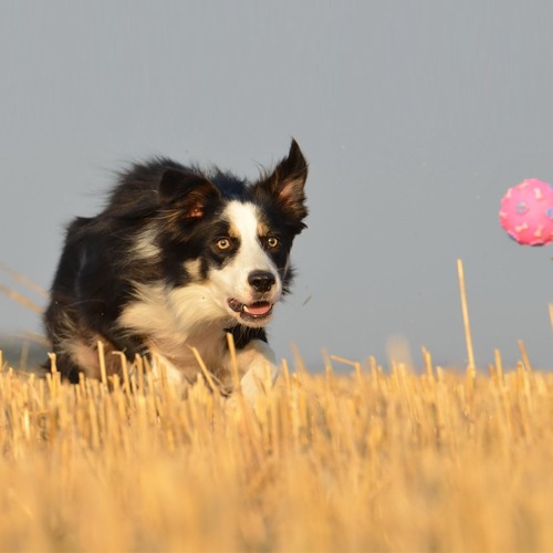 Border Collie