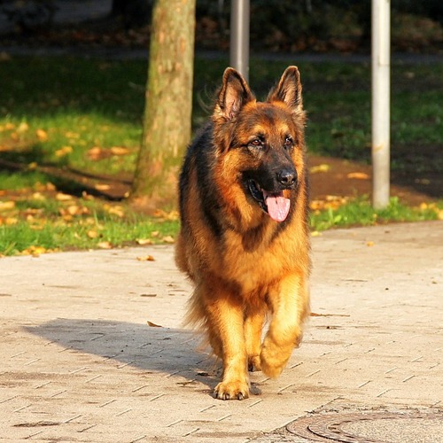German Shepherd