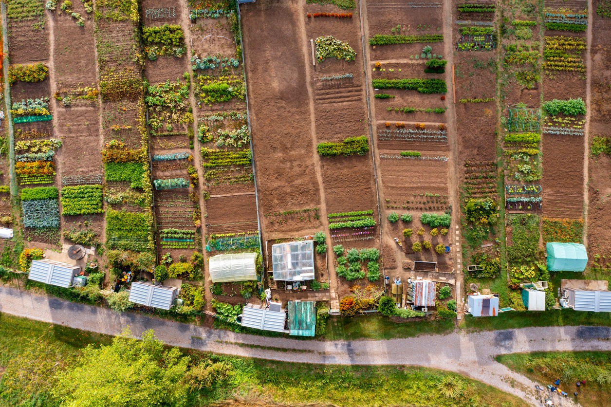 Companion Planting Benefits