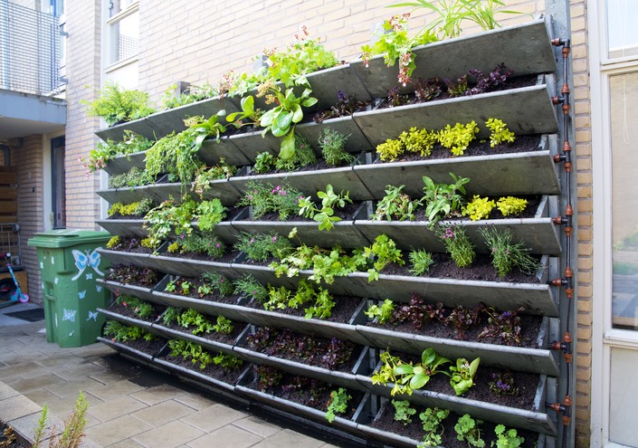 Embracing Vertical Gardening