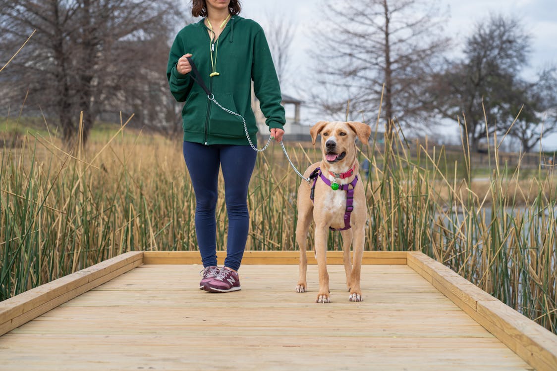 Outdoor Spaces for Pets