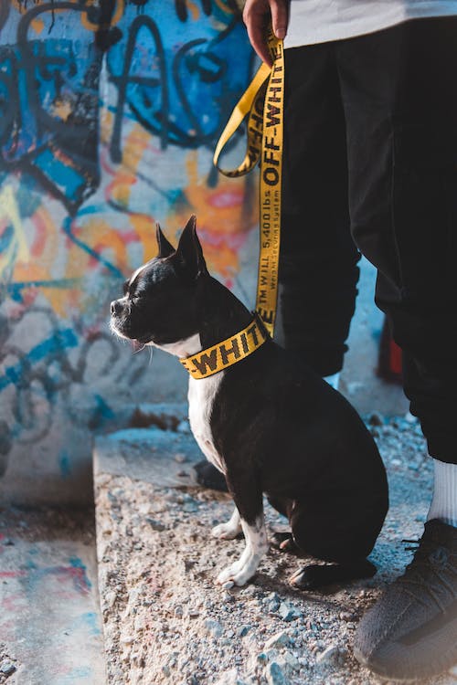 Flushing Pet Waste Safely