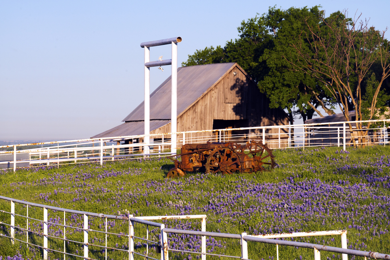 Vintage tractor, bluebonnets and a rustic barn.