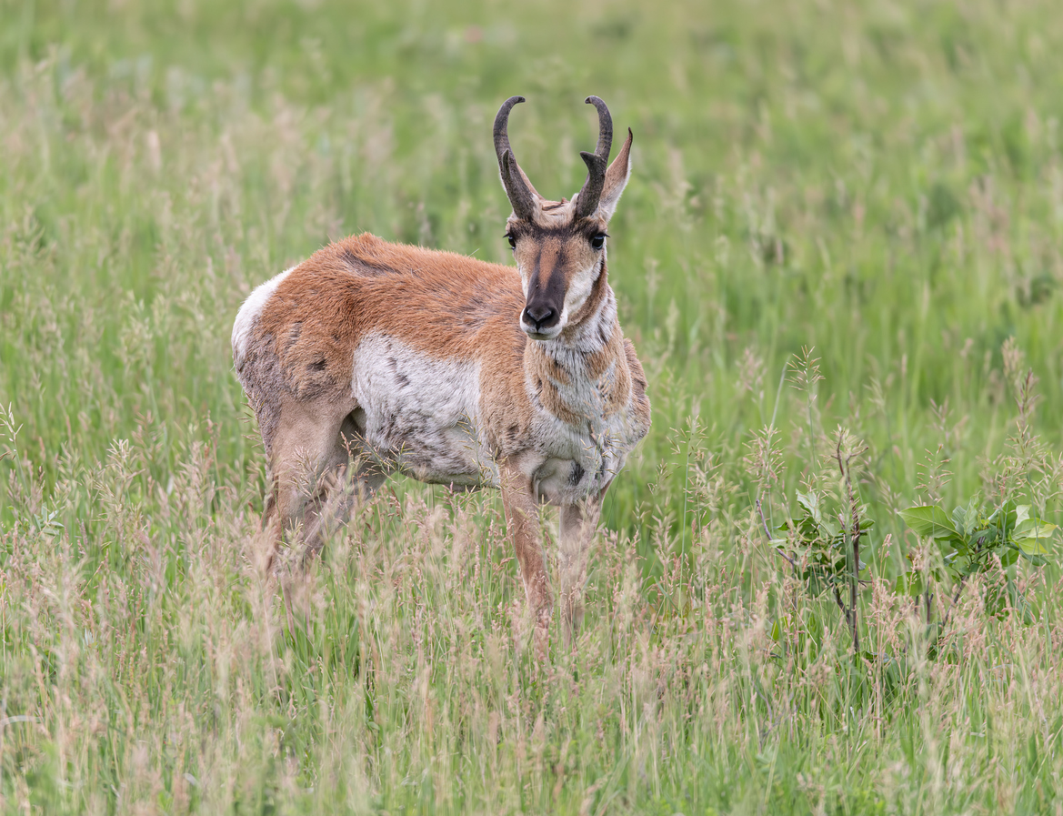 Male pronghorn with horns on a state park