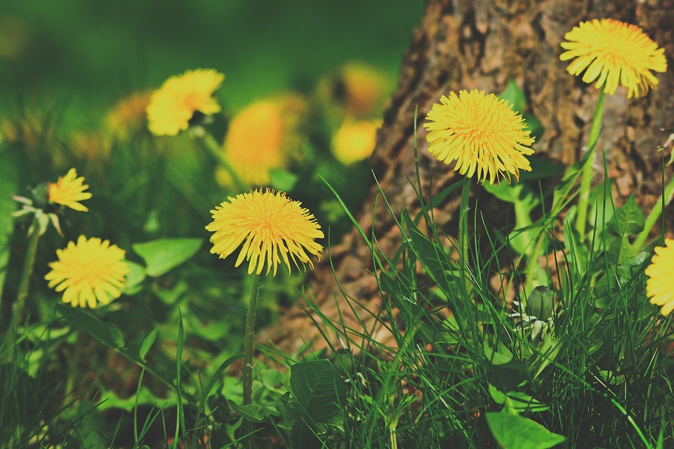 Dandelions