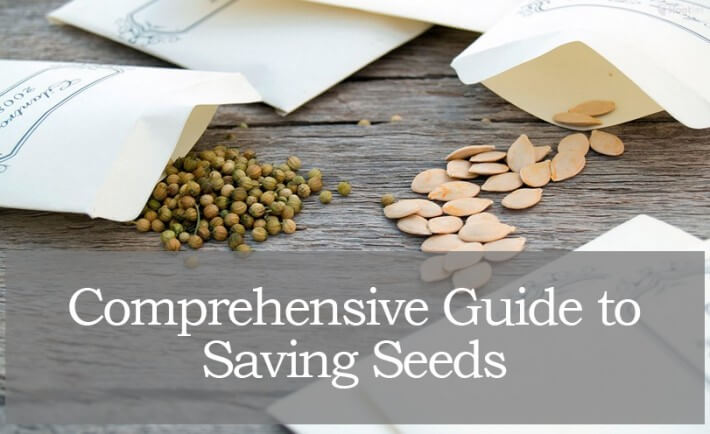Survival Seeds 101 A Comprehensive Guide For Saving Seeds