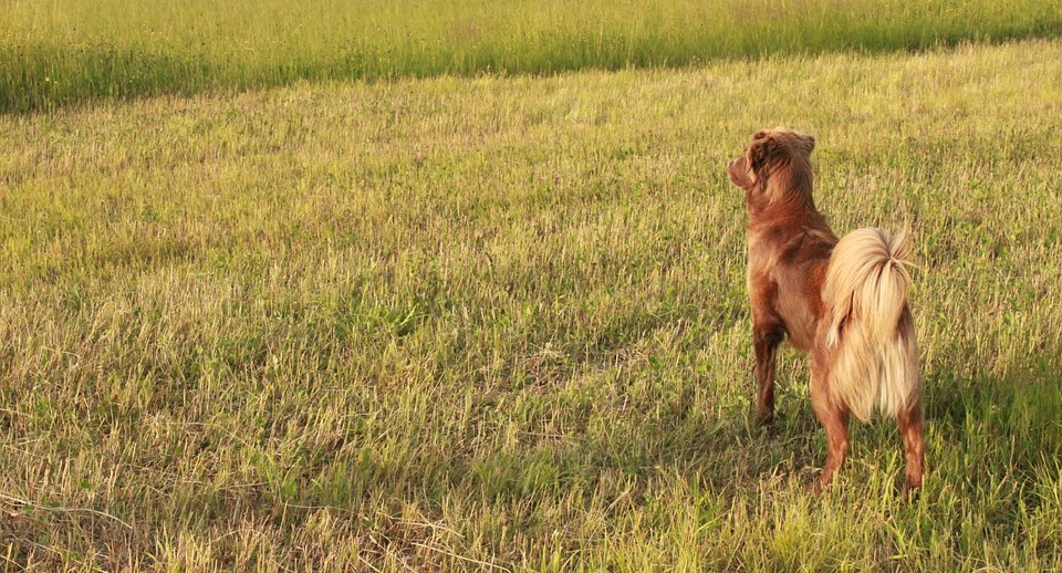 The Best Dogs to Have When Going Off the Grid