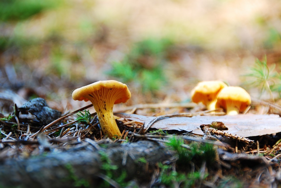 Yellow chanterelle mushrooms in the ground
