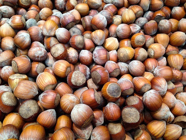 Hazelnut harvest