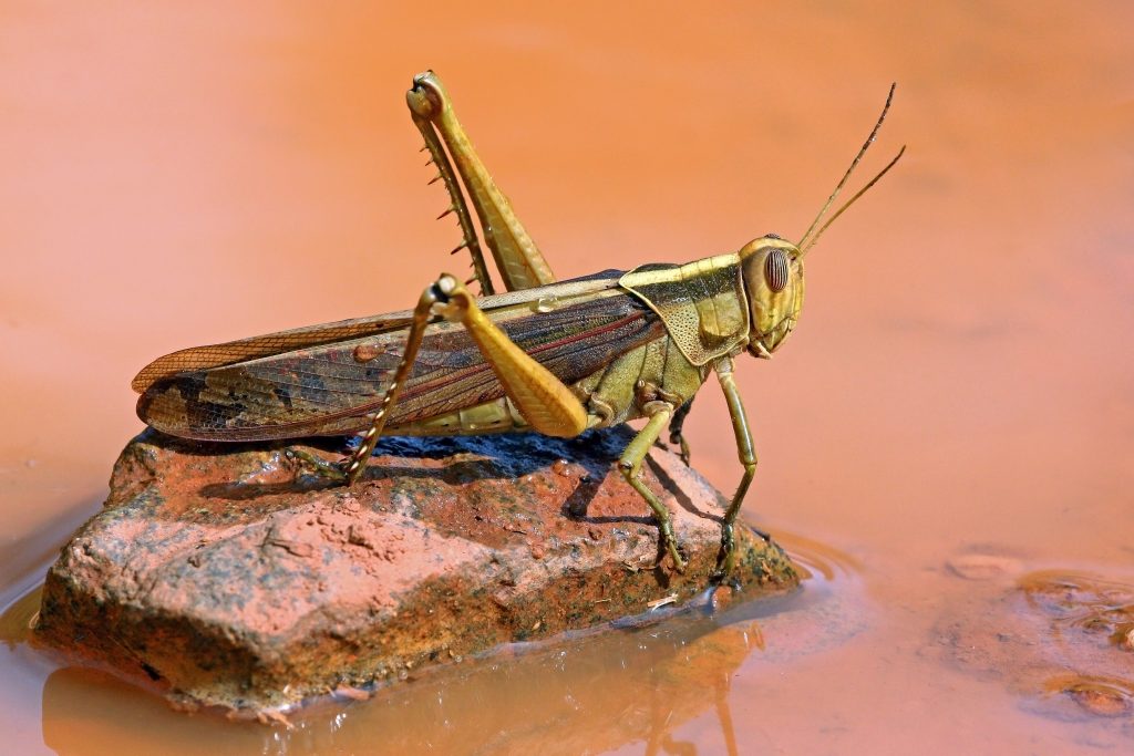 A garden locust sitting on a rock