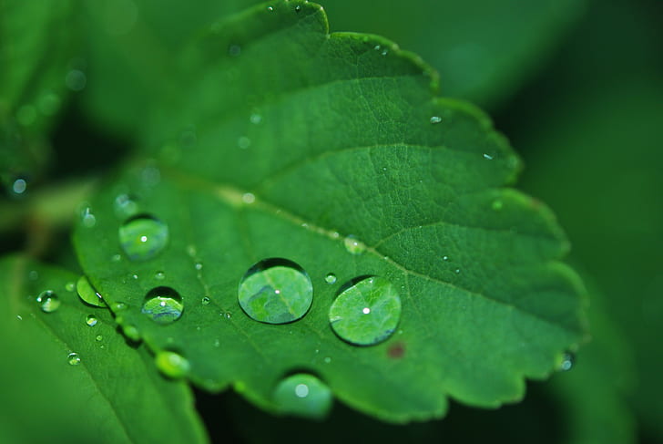 leaf-droplet-water-dew