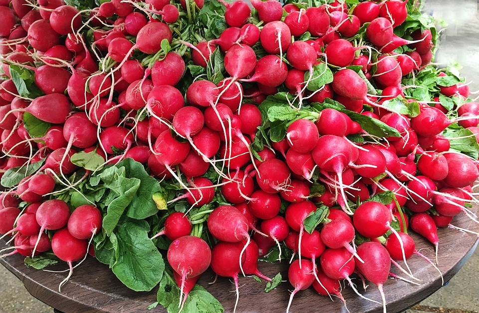 a bunch of newly harvested radishes