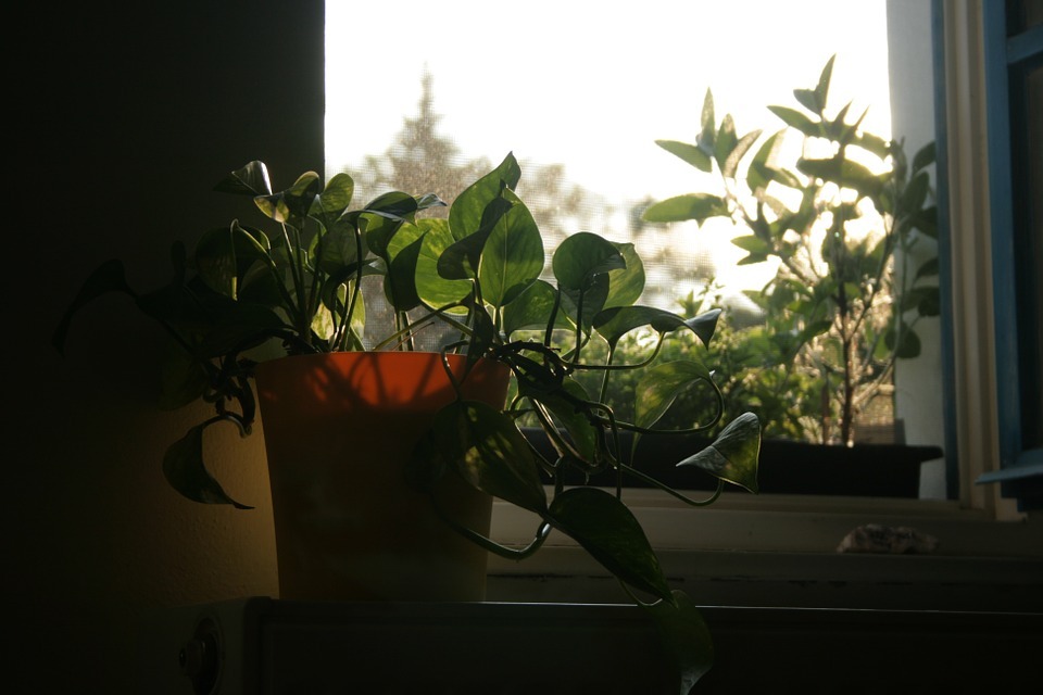 Growing Herbs in the West Window
