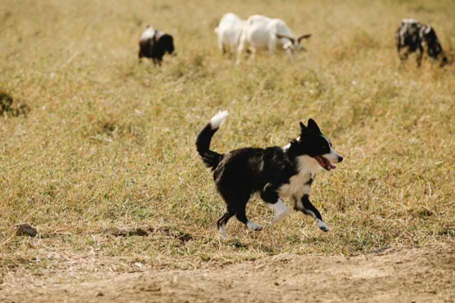 a shepherd dog running with livestock 