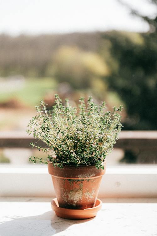 How To Start & Take Care Of a Windowsill Garden