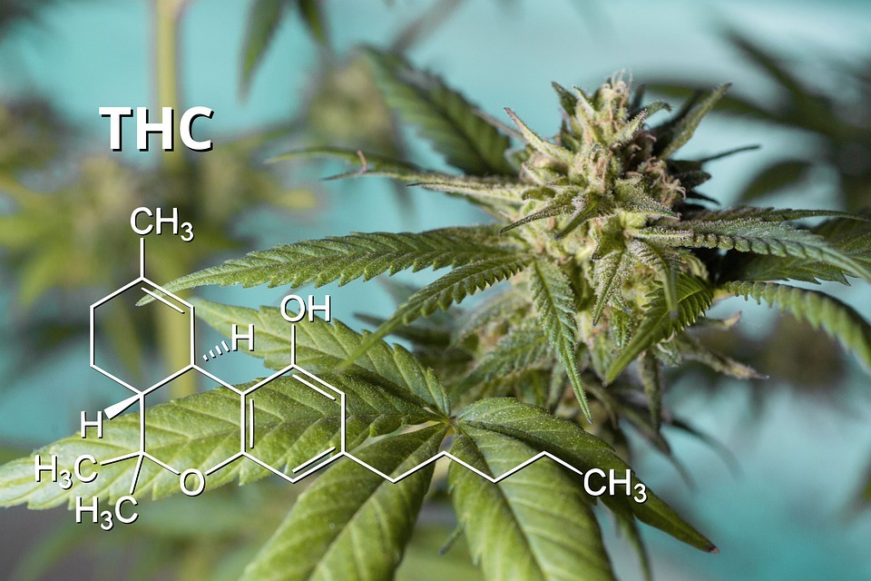 The Different Effects of THC Products on the Body