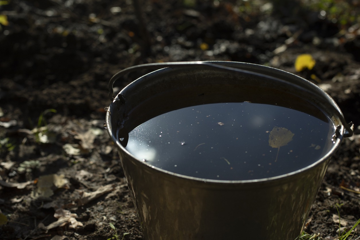 graywater in a bucket to be used for watering plants