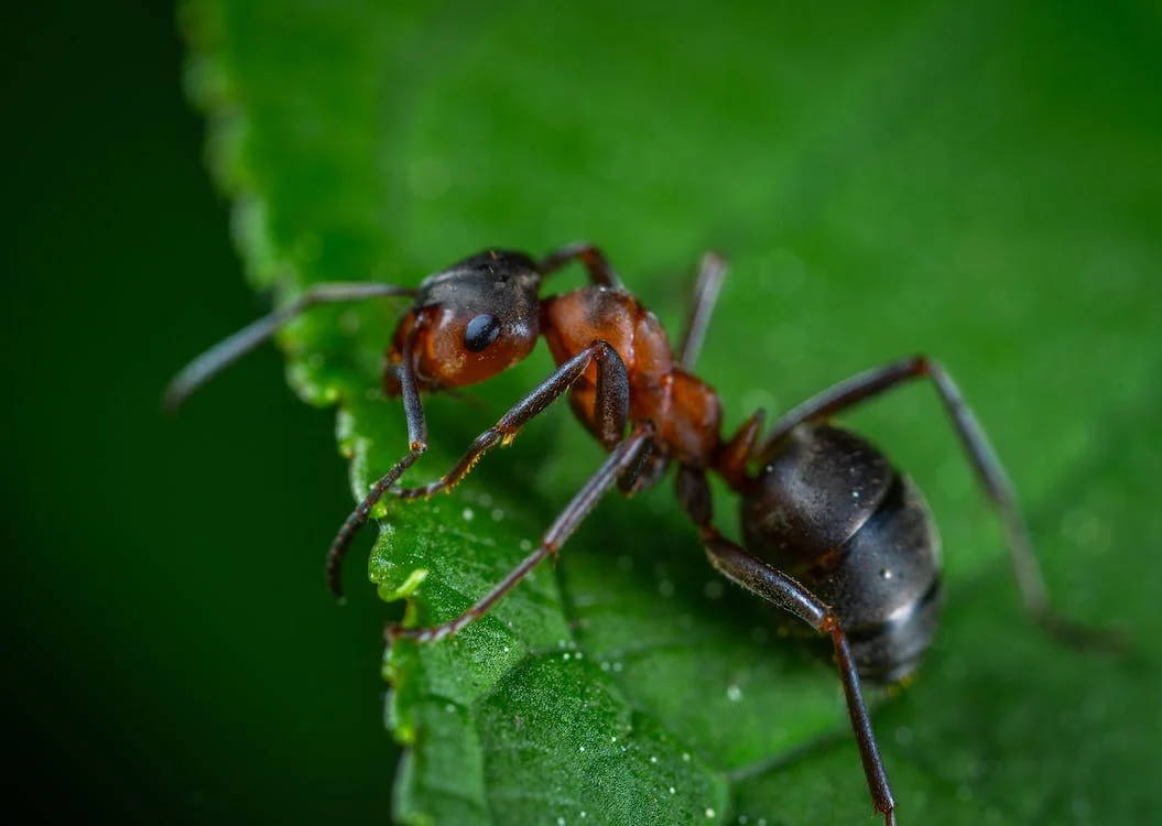 The Impact of Ants on Your Home's Structural Integrity
