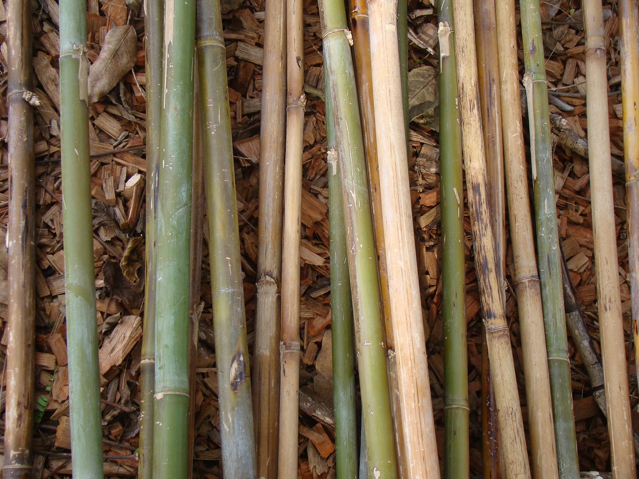 Bamboo: A Versatile Choice