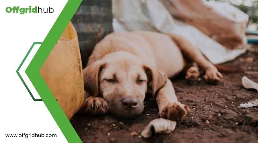 How Can You Manage Pet Waste in an Off-Grid Setting Sustainably?
