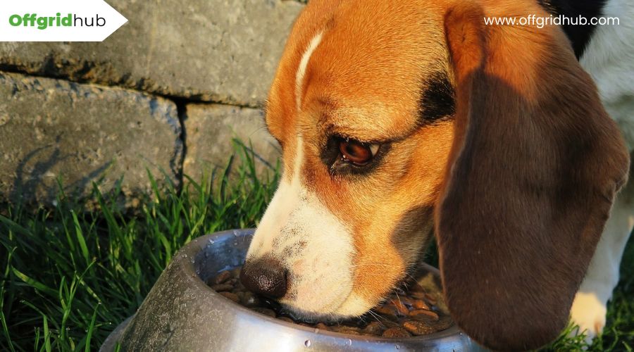 What Tips Are There for Feeding Pets in an Off-Grid Environment